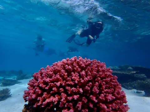 Exmouth Ningaloo Kayak & Snorkel Tour - Half Day