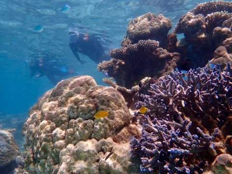 Ningaloo Reef Kayak & Snorkel Tour, Half Day – Exmouth