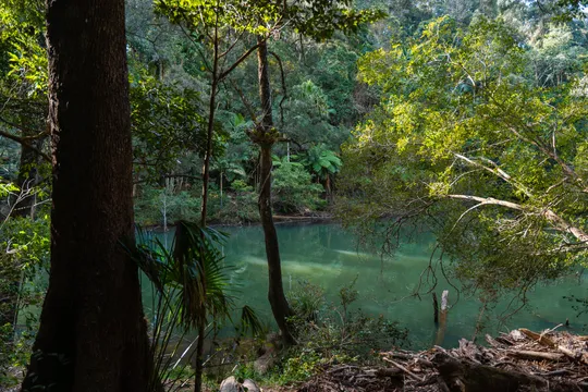 Eungella Platypus Tour, Full Day - Airlie Beach