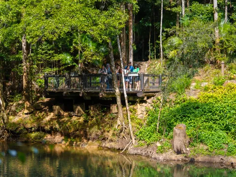 Eungella Platypus Tour, Full Day - Airlie Beach