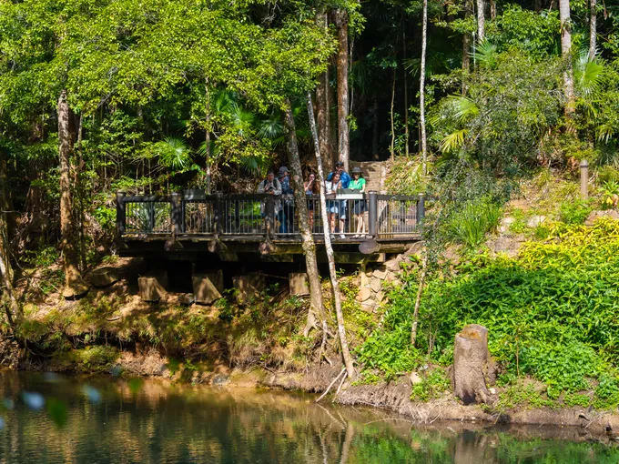 Eungella Platypus Tour, Full Day - Airlie Beach