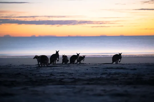 Sunrise Eco Wildlife Tour, Full Day - Airlie Beach