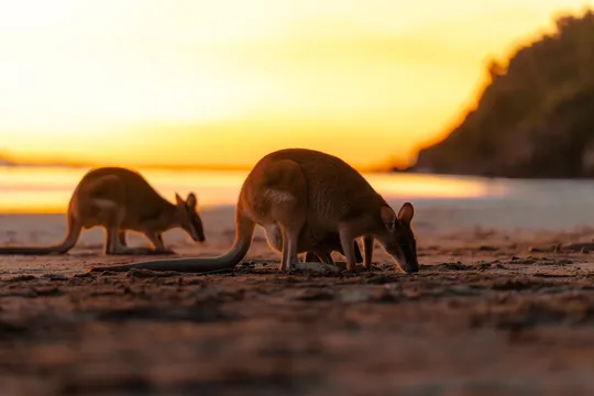 Sunrise Eco Wildlife Tour, Full Day - Airlie Beach