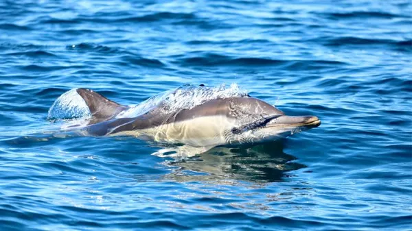 Wildlife & Sea Cave Boat Tour, 75 Minutes – Lake Macquarie