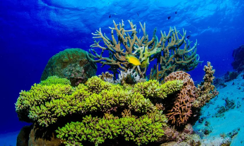 Guided Snorkel Tour, Full Day 2 Reef Sites – Port Douglas