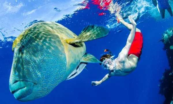 Guided Snorkel Tour, Full Day 2 Reef Sites – Port Douglas