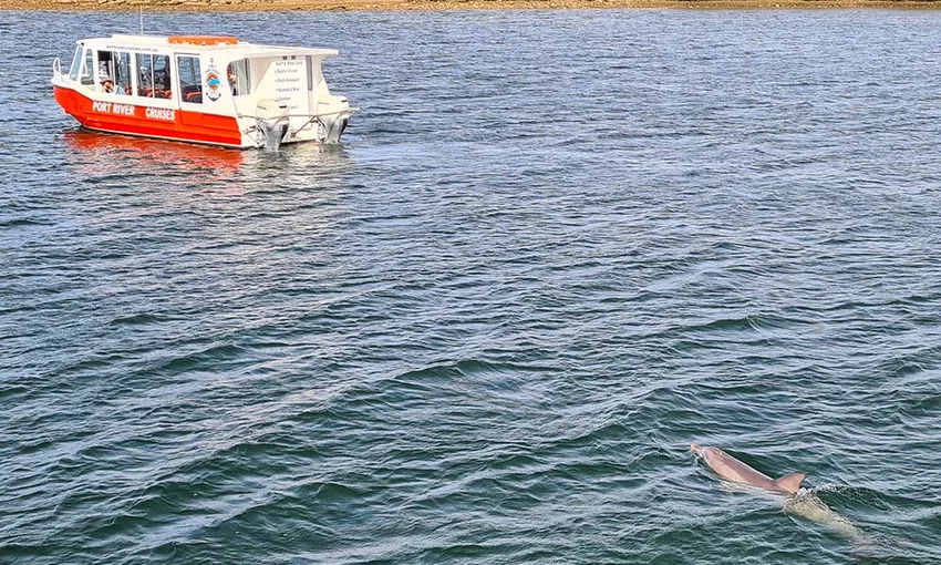 Port Adelaide Dolphin Cruise - Book Now | Experience Oz