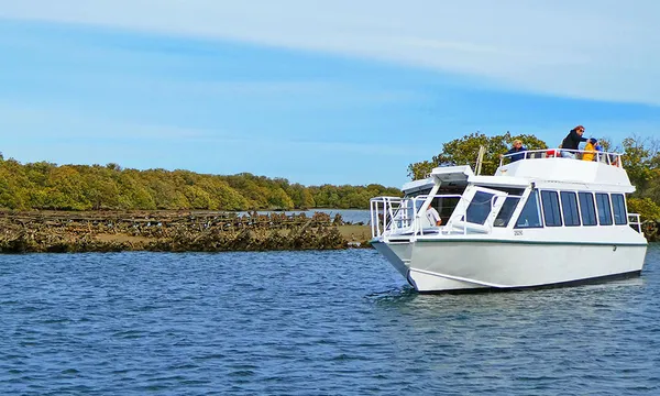 Port River Dolphin Cruise - 90 Minutes
