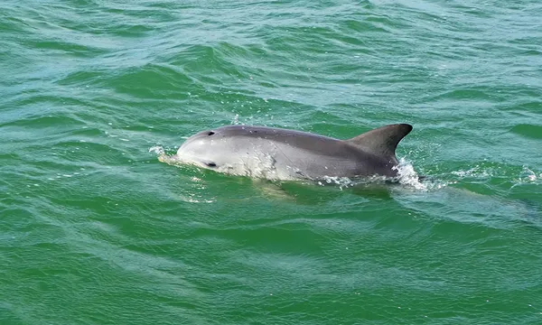Port River Dolphin Cruise - 90 Minutes