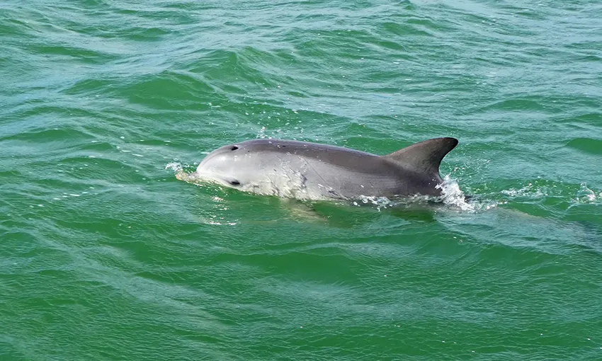 Port Adelaide Dolphin Cruise - Book Now | Experience Oz