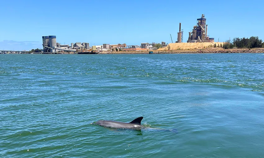 Port Adelaide Dolphin Cruise - Book Now | Experience Oz