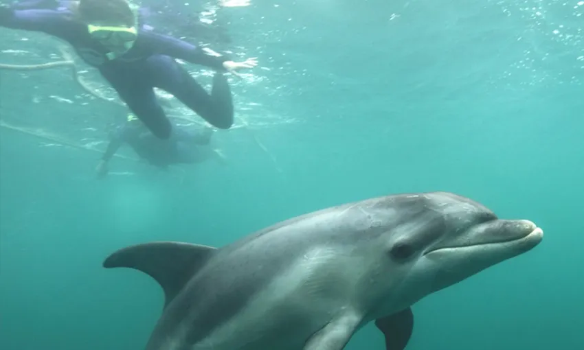 Mornington Peninsula Dolphin & Seal Swim - 3 Hours | Experience Oz