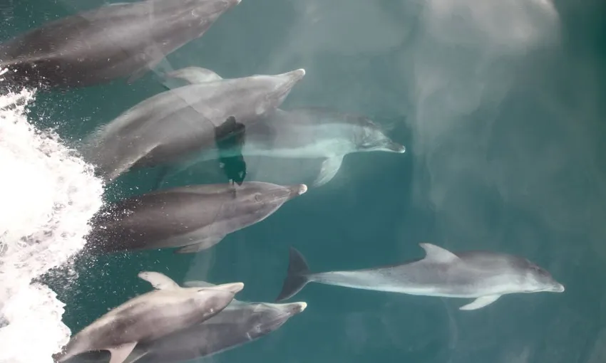 Mornington Peninsula Dolphin & Seal Swim - 3 Hours | Experience Oz