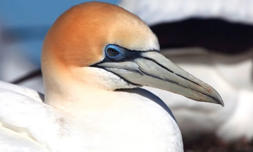 Mornington Peninsula Dolphin & Seal Swim - 3 Hours | Experience Oz