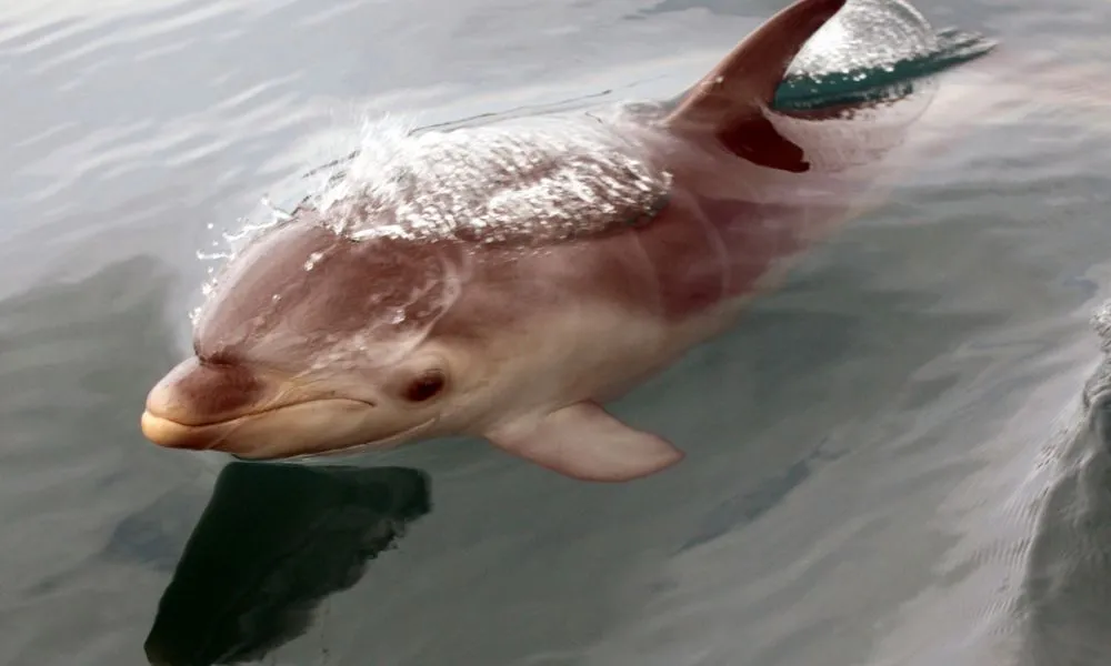 Mornington Peninsula Dolphin & Seal Swim - 3 Hours | Experience Oz-6