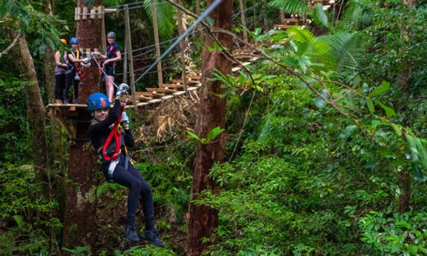 Daintree Rainforest Tour with Ziplining Adventure | Experience Oz