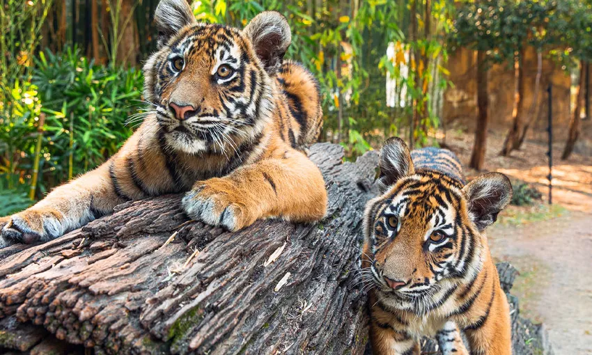 2 Day Dreamworld and SkyPoint Ticket | Experience Oz