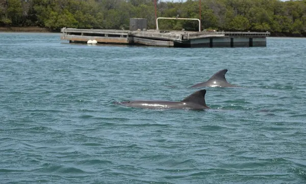 Dolphin Sanctuary Kayaking Eco Tour