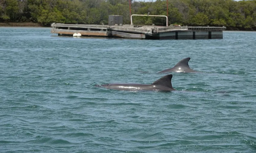 Adelaide Dolphin Sanctuary Kayaking Eco Tour | Experience Oz