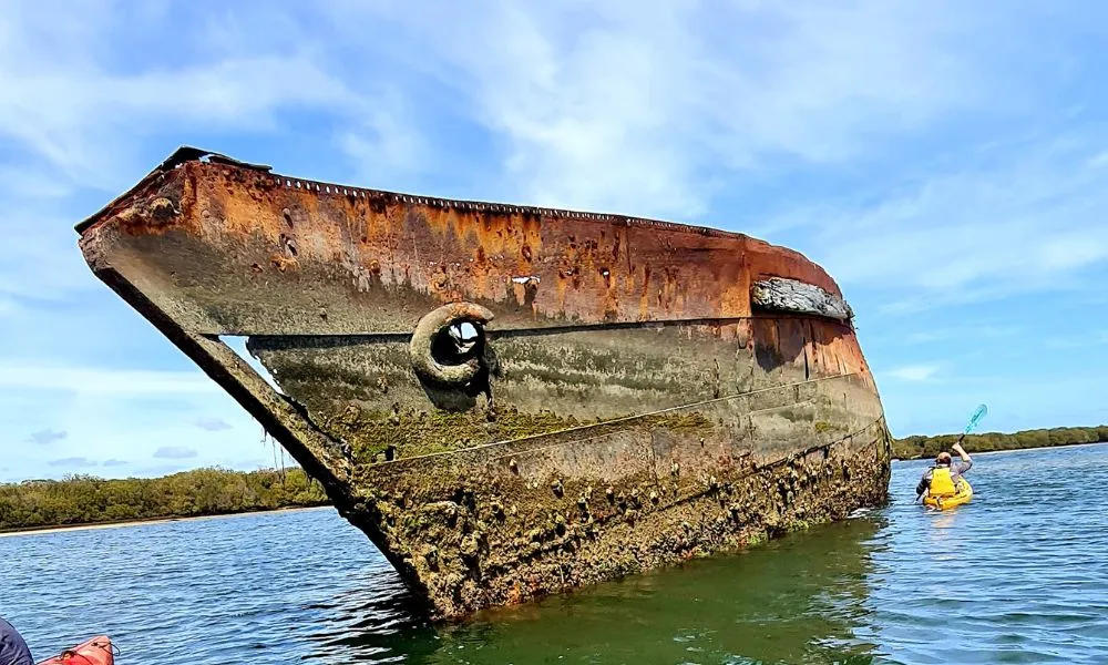 Adelaide Dolphin Sanctuary Kayaking Eco Tour | Experience Oz-2
