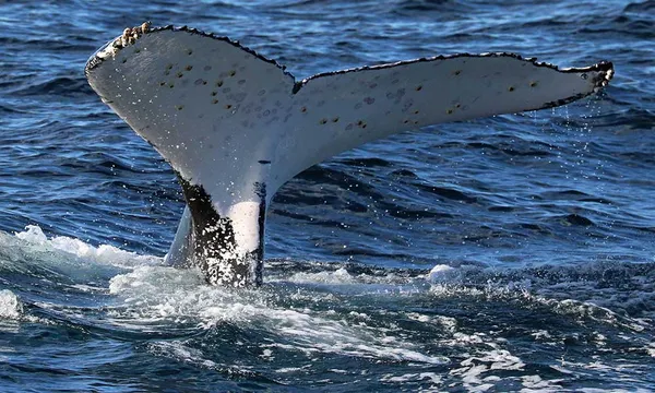 Whale Watching Cruise from Shell Cove - 90 Minutes