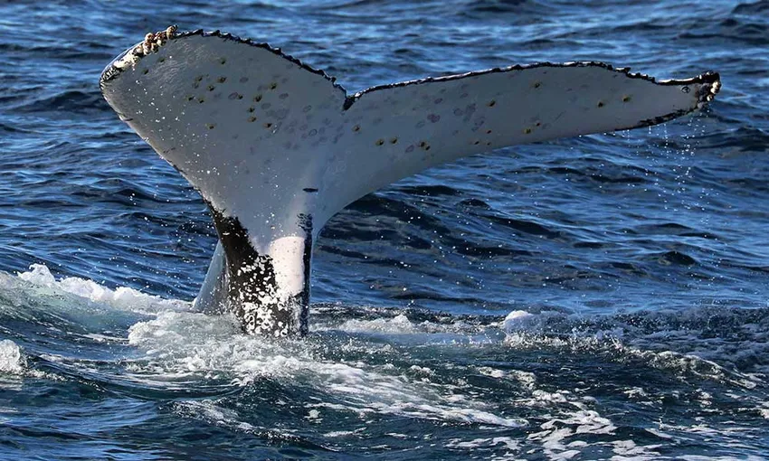 Whale Watching Cruise from Shell Cove - 90 Minutes | Experience Oz