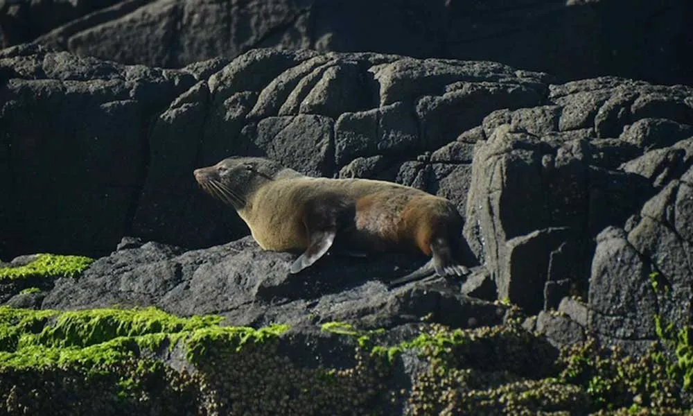 Whale Watching Cruise from Shell Cove - 90 Minutes | Experience Oz-4