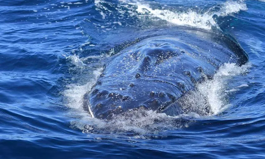 Whale Watching Cruise from Shell Cove - 90 Minutes | Experience Oz