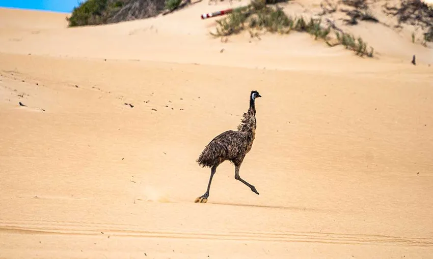 Port Lincoln Wildlife, Sightseeing and 4WD Tour with Lunch | Experience Oz