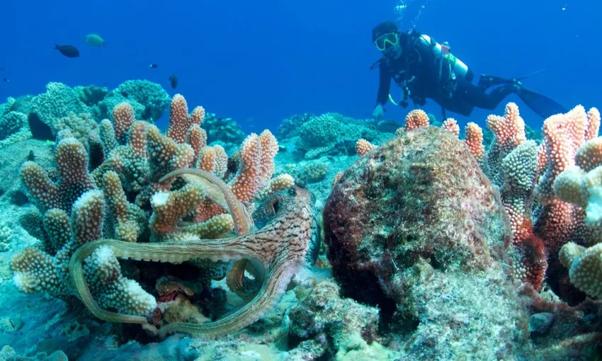 Spirit of Freedom – 3 Day Cod Hole Liveaboard | Experience Oz