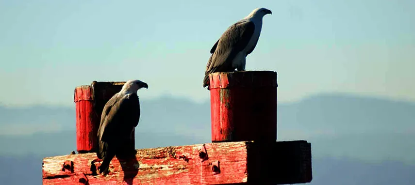 Tamar River Morning or Afternoon Cruise - Book Now | Experience Oz