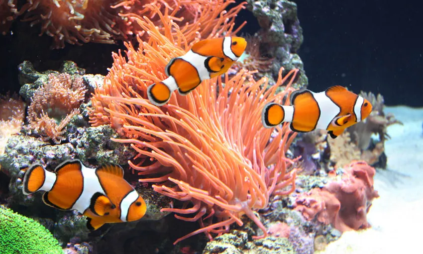 Cook Island Dive Tour - Book Now | Experience Oz + NZ