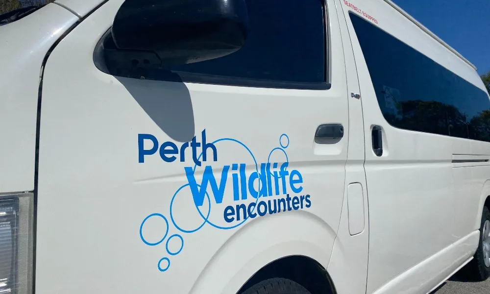 Swim with Wild Dolphins (including Perth CBD Transfers) | Experience Oz-6