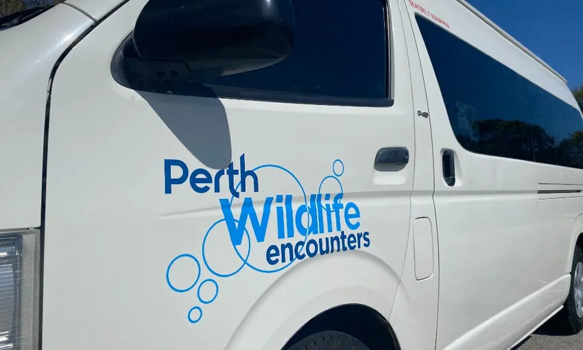 Swim with Wild Dolphins (including Perth CBD Transfers) | Experience Oz