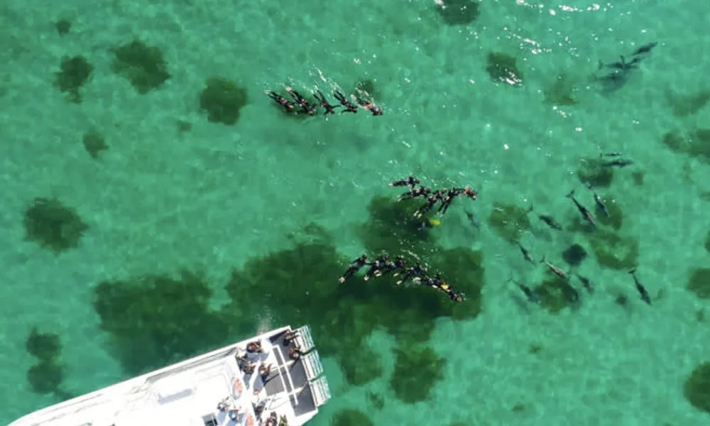 Swim with Wild Dolphins (including Perth CBD Transfers) | Experience Oz-1