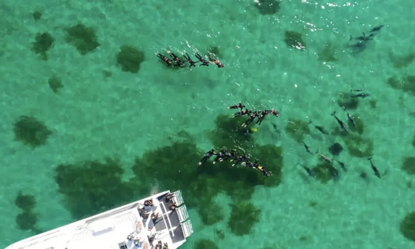 Swim with Wild Dolphins (including Perth CBD Transfers) | Experience Oz
