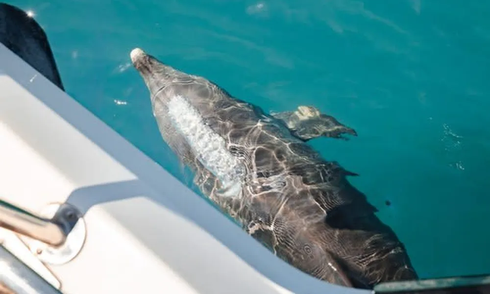 Swim with Wild Dolphins (including Perth CBD Transfers) | Experience Oz-3