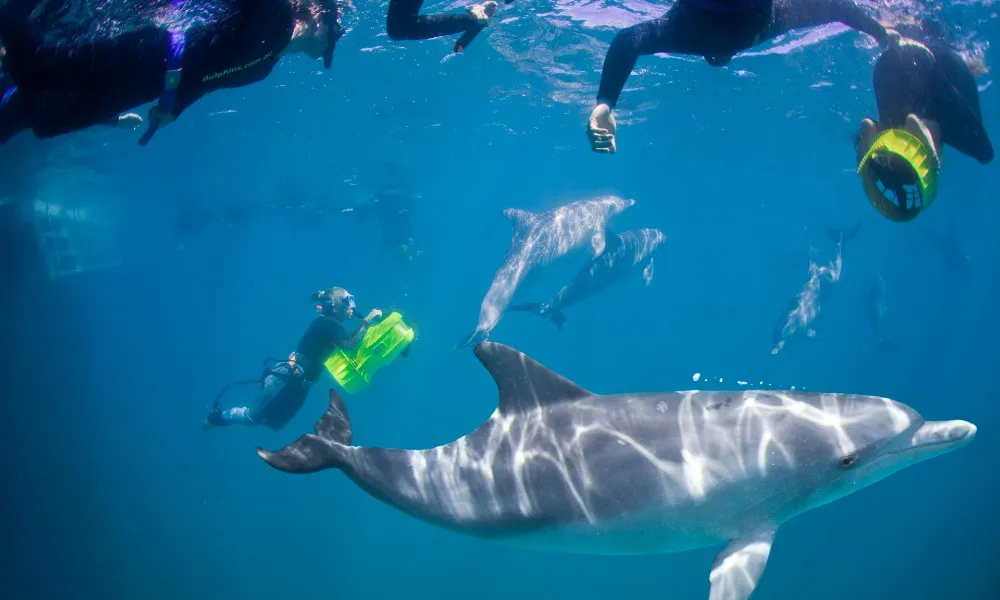 Swim with Wild Dolphins (including Perth CBD Transfers) | Experience Oz-5