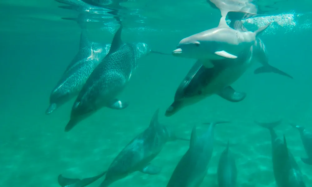 Swim with Wild Dolphins (including Perth CBD Transfers) | Experience Oz-2