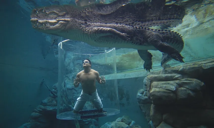 Swim with Crocodiles Darwin Cage of Death | Experience Oz