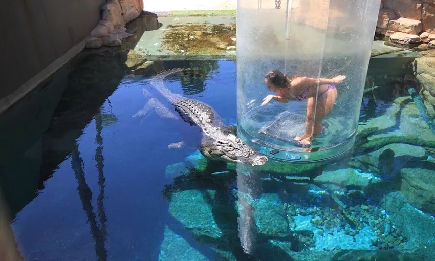 Swim with Crocodiles Darwin Cage of Death | Experience Oz