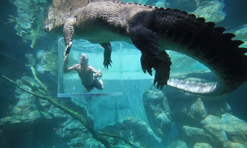Swim with Crocodiles Darwin Cage of Death | Experience Oz