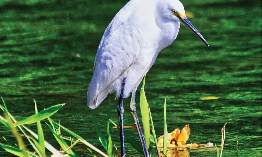 Crocodile Express Daintree Cruise from Daintree Gateway | Experience Oz