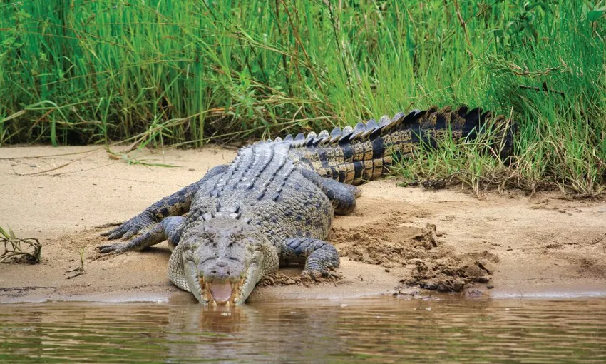 Crocodile Express Daintree Cruise from Daintree Gateway | Experience Oz