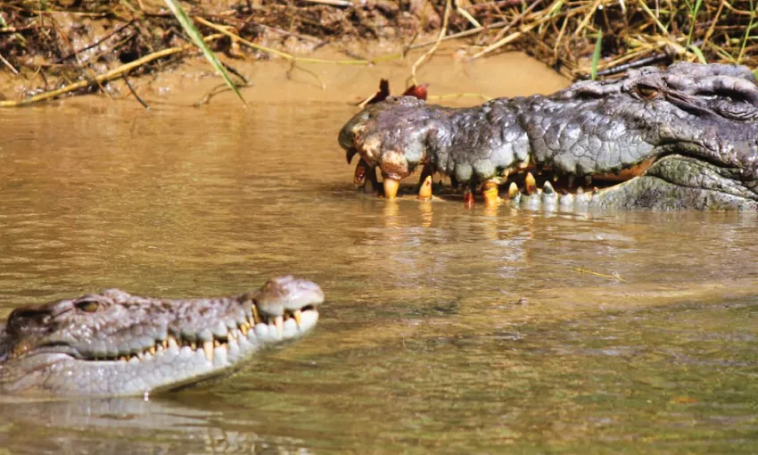 Crocodile Express Daintree Cruise from Daintree Gateway | Experience Oz