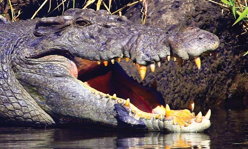Crocodile Express Daintree Cruise from Daintree Gateway | Experience Oz