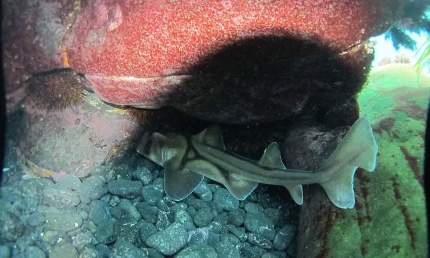 Bateman Bay Kayak & Snorkel Tour - 3 Hours | Experience oz