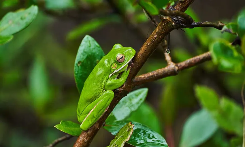 Daintree Rainforest Night Walking Tour | Experience Oz