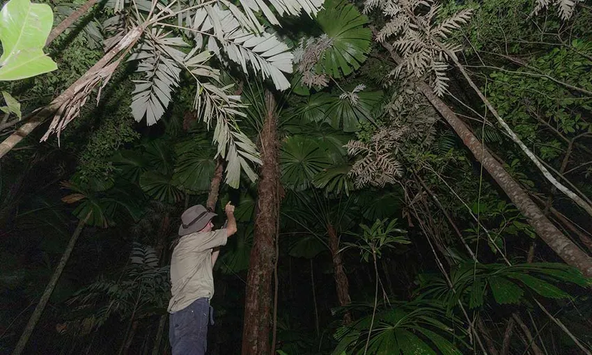 Daintree Rainforest Night Walking Tour | Experience Oz