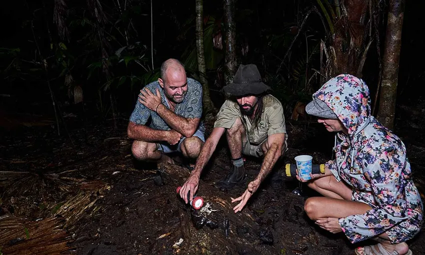 Daintree Rainforest Night Walking Tour | Experience Oz